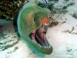 Giant Moray in Similan Islands, seems very happy! by Ryan Stafford 